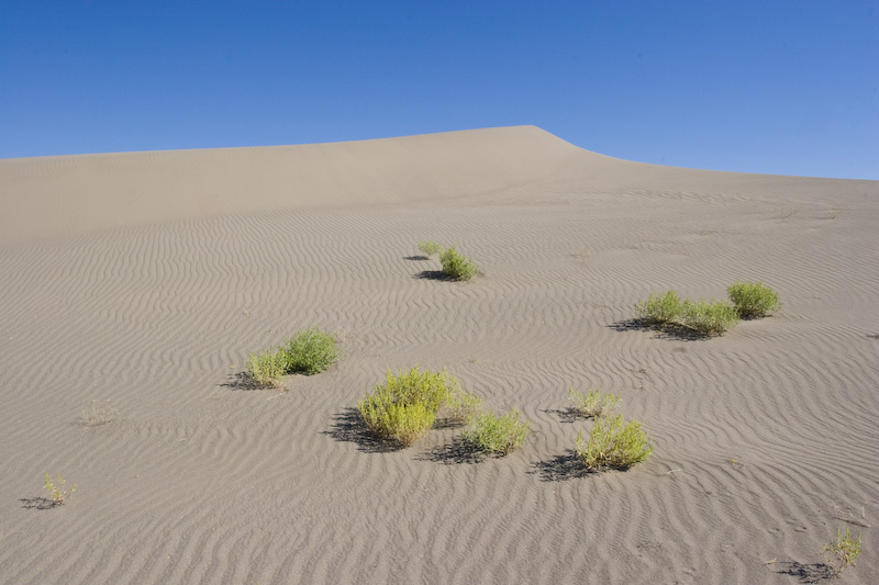 Sand Dune